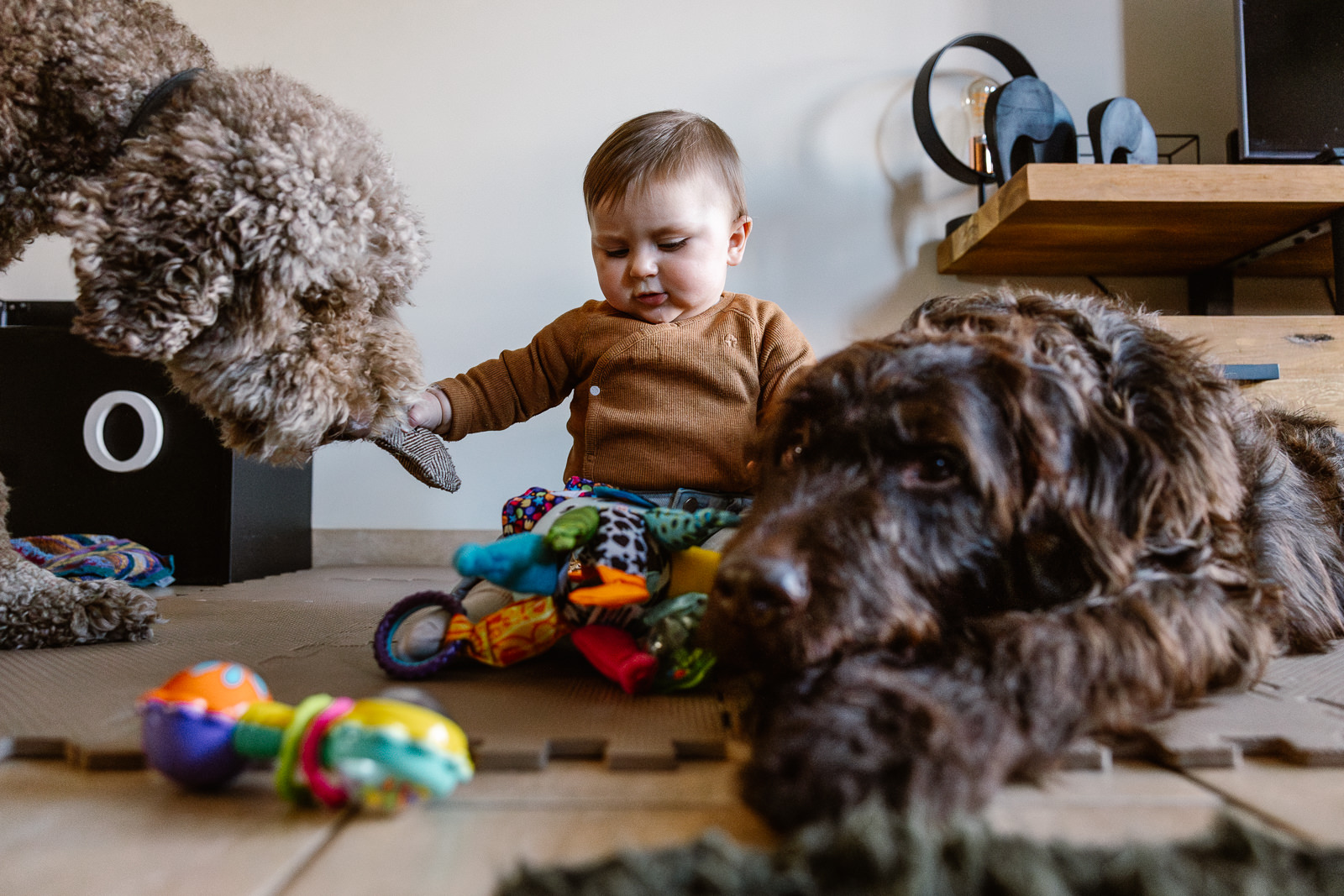 denise-van-duren-eerste-jaar-babyshoot baby met honden